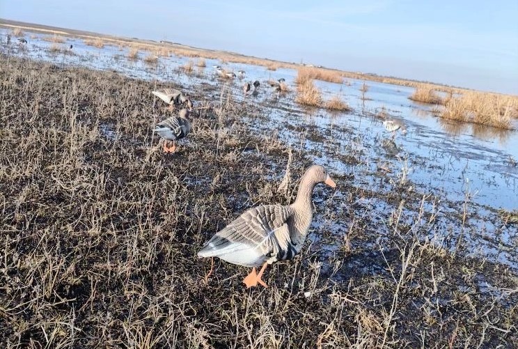 Саратовским охотникам на 4 месяца запретили стрелять гусей